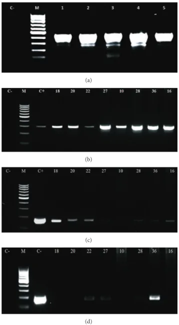 Figure 1: Electrophoresis’s images of: (a) ( � -globin ampliication, resulting in an amplicon of 450 bp), (b) (ampliication of L1 gene, using primer to BPV-1, showing an amplicon of 301 bp), (c)  (ampli-ication of L2 gene, using primer to BPV-2, showing an