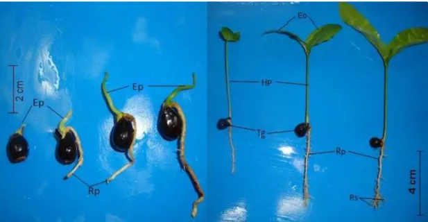 Figura 3 –  Curva de embebição de água das sementes de Cupania vernalis Cambess.  