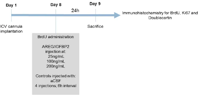 Figure    7:  Schematic  representation  of  protein  administration  procedure  and  postmortem  analysis