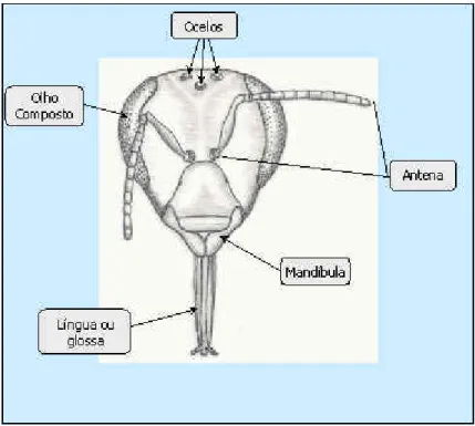Figura 2. Aspectos da morfologia externa da cabeça de operária de Apis mellifera  Fonte: Pereira, 2003