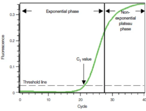 Figure 9 – Amplification plot of a typical real-time PCR output with a baseline of fluorescence for 40 cycles