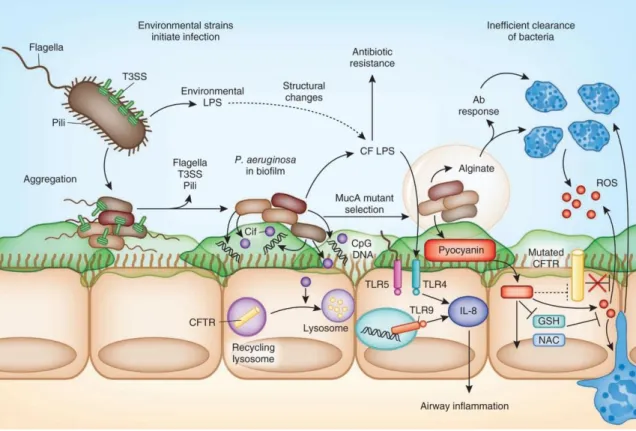 Figure 4 - Model of  Pseudomonas aeruginosa  pathogenicity in an immunocompromised host's infection