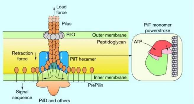 Figure 5 - Type IV pilli. Illustrate representation of the type IV pilus mechanism. In the inner membrane the pilin monomer is  embedded with its hydrophilic head placed in the periplasm