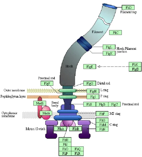 Figure  6  -  Schematic  representation  of  Pseudomonas  aeruginosa   flagellum.  Structure  of  the  P