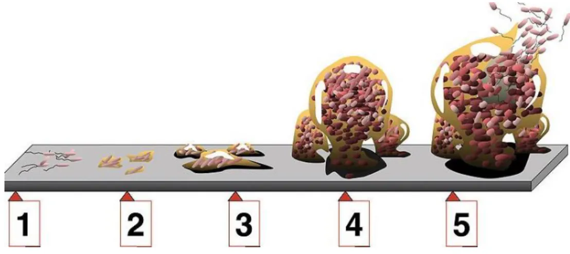 Figure  9  -  Biofilm  development.  The  figure  represent  the  5  stages  of  the  biofilm  development