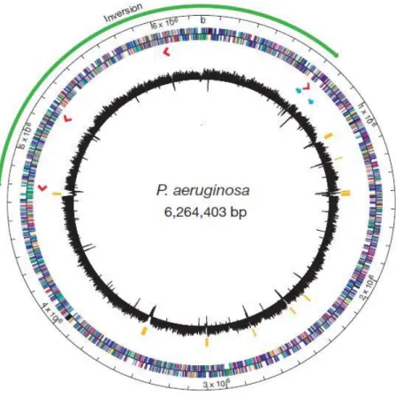 Figure 11 - Genome representation of PAO1. The outer circle is a base pair scale (each tick equivalent to 100,000 bp) that  represents the chromosomal location