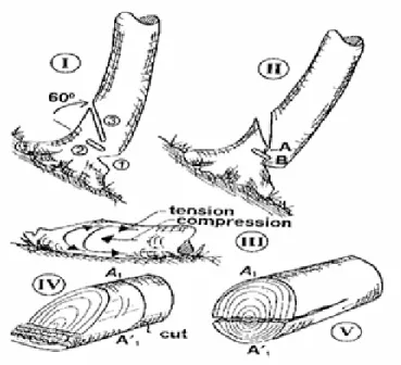 Figura 4. Seqüência de aplicação do corte inclinado e com um furo no centro do tronco.