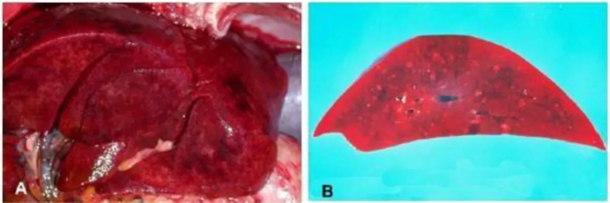 Figura 1 – (A) Aspecto macroscópico do fígado de cão afetado por hepatite. (B) Corte de  fígado de cão