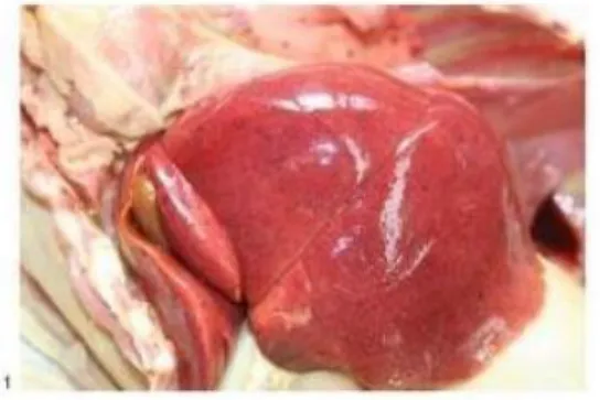 Figura  4  –  Fígado  pálido  e  com  fibrina   na  superfície  capsular  de  um  cão  com  hepatite  infecciosa  canina