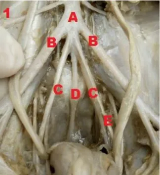 Figure  1-  Ventral  cross-section  with  abdominal  aorta  (A)  giving  rise  to  right  and  left  external iliac artery (B), right and left internal iliac artery (C), median sacral artery (D)  and left umbilical artery (E)