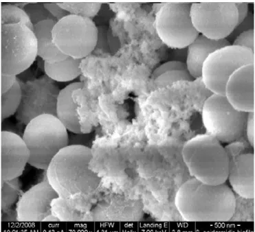 Figure 1.4 - Low vacuum secondary electron image of a S. epidermidis biofilm, with evidence to the polymeric matrix  surrounding bacteria