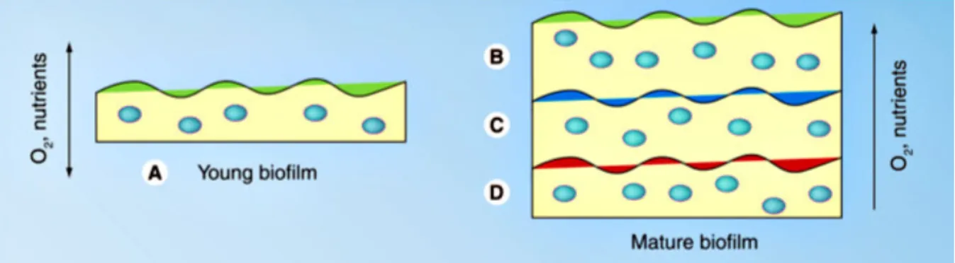 Figure  1.6  -  Schematization  of  the  heterogeneity  of  Staphylococcus  epidermidis  biofilms  over  the  depth
