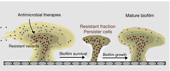 Figure  1.7  -  Schematization  of  the  resistance  mechanism  due  to  resistant/persister  cells