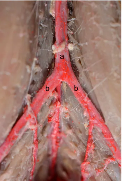 Fig. 1 – Fotografia da vista ventral evidenciando a aorta abdominal (a) emitindo a  artéria ilíaca externa direita e esquerda (b)