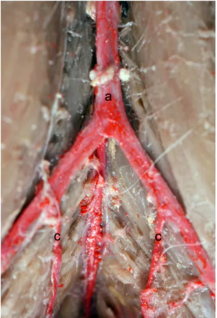 Fig.  2  –  Fotografia  da  vista  ventral  evidenciando  a  artéria  aorta  (a)  e  artéria  ilíaca  interna direita e esquerda (c)