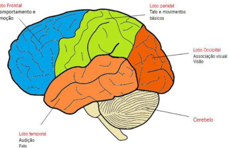 Figura 1 - Áreas cerebrais e suas funções 