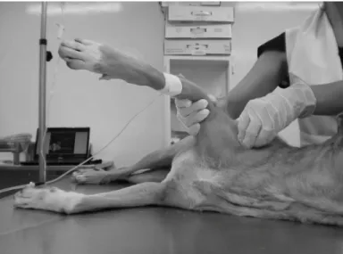 FIGURA 3:   Fotografia  de  exame  físico  do  ombro  em  cão.  Notar  o  posicionamentoadequado  para  se  avaliar  o  grau  de  abdução  da  articulação,  utilizado  para o diagnóstico de IMO