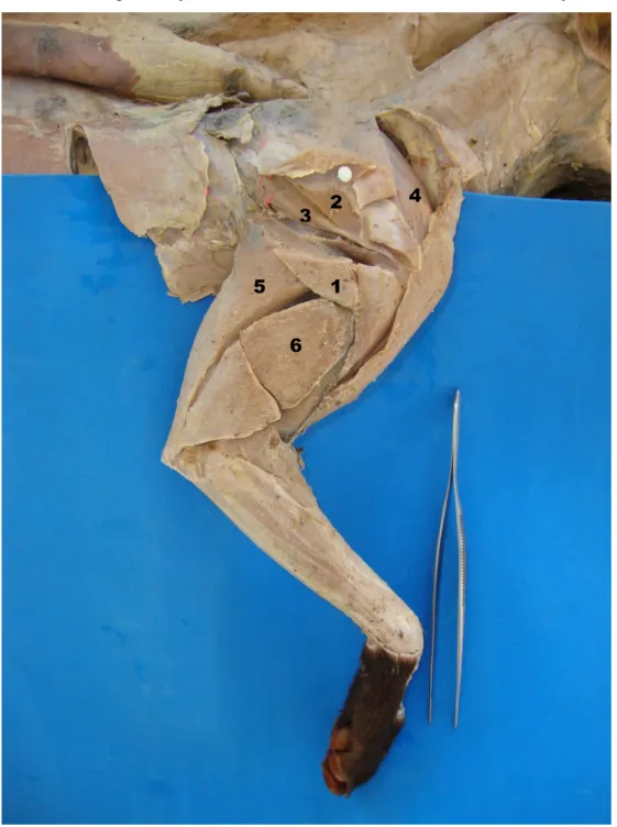 Figura 1 - Fotografia da face lateral direita do membro torácico do cachorro-do- cachorro-do-mato  (Cerdocyon  thous)  onde  são  visualizados  os  seguintes  músculos:  1  -  m