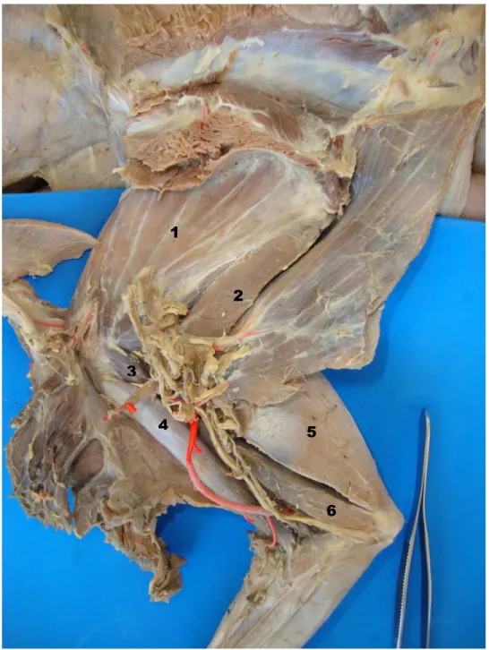 Figura 2 - Fotografia da face medial direita do membro torácico do cachorro- cachorro-do-mato  (Cerdocyon  thous)  onde  são  visualizados  os  seguintes  músculos:  1  -  m