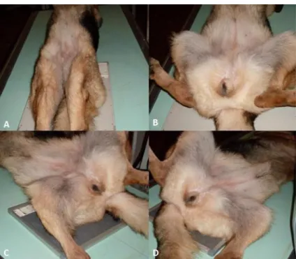 Figura 1. Posicionamentos para projeções radiográficas de  displasia  coxofemoral  em  cães  na  fase  experimental