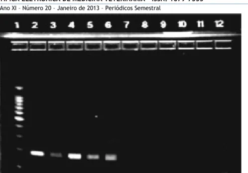 Figure  2  -  Image  of  2%  agarose  gel  demonstrating  amplification  of  DNA  (188bp)  from  Trypanossoma cruzi