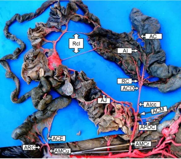 Figura  1  –  Fotografia  da  distribuição  da  artéria  mesentérica  cranial  e  caudal  do  veado catingueiro (Mazama gouazoubira)