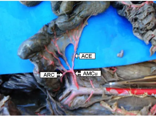 Figura  2  –  Fotografia  da  distribuição  da  artéria  mesentérica  caudal  do  veado  catingueiro  (Mazama  gouazoubira)