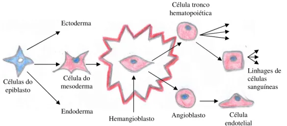 Figura 1- Esquema da diferenciação de células do epiblasto. Origem das células do mesoderma,  donde surge o hemangioblasto que dá origem a células tronco hematopoiéticas que se diferencia  em vária linhagens de células sanguíneas e o angioblasto que origin
