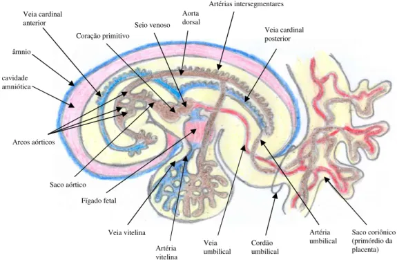 Figura  2-  Esquema  da  circulação  embrionária  em  humanos  e  animais  domésticos