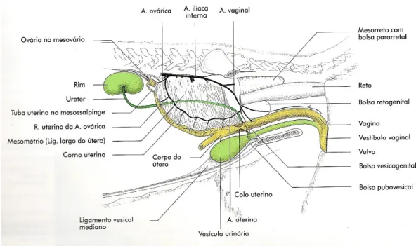 Figura 1: Anatomia do sistema reprodutor feminino dos caninos (Fonte: Anatomia dos  Animais Domésticos: texto e atlas