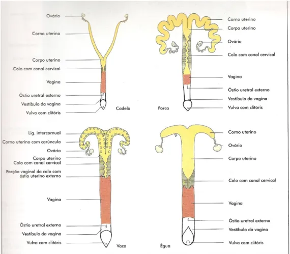 Figura 2: Anatomia do sistema reprodutor feminino dos animais domésticos (Fonte: 