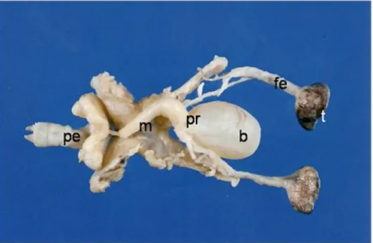 Figura 1 – Testículo(t), Funículo Espermático(fe), Bexiga(b), Uretra Membranosa (m),  Pênis (pe),Próstata(pr).2x