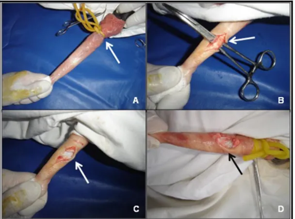 Figure  1  -  Surgical  procedure  to  induce  penile  deviation  in  bulls.  (A)  temporary  occlusion  of  the  internal  layer  of  the  prepuce
