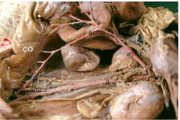 FIG.  1:  Cavidade  abdominal,  vista  ventral,  mostrando  o  estômago  (E)  ,  colon  (Co),  aorta(a)  artéria  mesentérica  cranial  (  amcr  ),  artéria    cólica    média  (acm  ),  artéria  mesentérica caudal ( amca ), artéria cólica esquerda (ace )