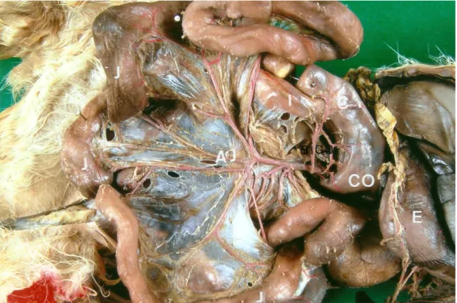 FIG. 2:  Cavidade abdominal, vista ventral evidenciando jejuno (J ) e a disposição das  artérias  jejunais    (AJ)