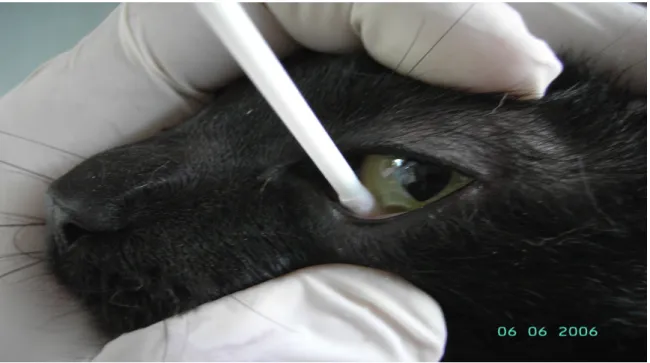 FIGURA  1-  Técnica  de  contenção  e  coleta  utilizada  para  a  obtenção  da  microbiota  bacteriana  do  saco  conjuntival inferior, por meio de Swab estéril, de felinos domésticos (Felis S