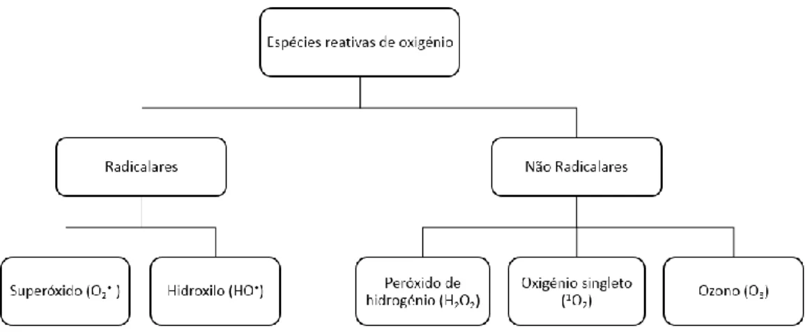 Figura 11: Alguns exemplos de ROS radicalares e não radicalares 65
