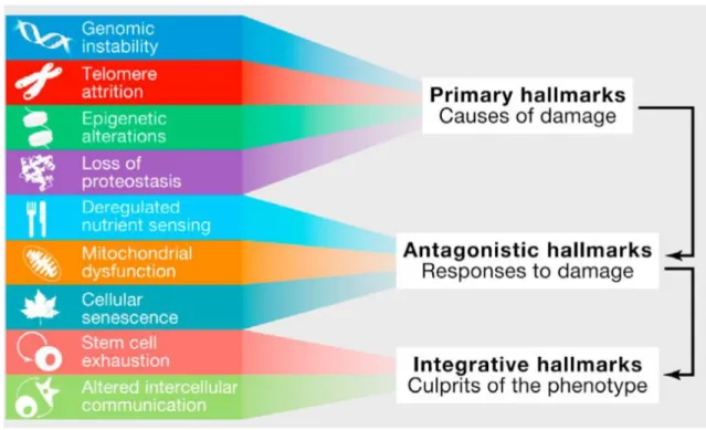 Figure 1.4: The hallmarks of aging and their functional interconnections. The proposed nine hallmarks of aging are grouped into  three categories