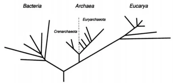Fig.  1 First  tree  proposed with  the  phylogenetic  relationship  between  the  three  primary  domains