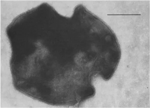 Fig. 2  Sulfolobus acidocaldarius  cells are lobed, spherical cells. Bar represents 0.5 µm