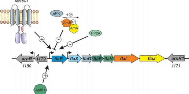 Fig. 6 Summary of the currently known regulators of archaella expression. ArnR/R1 are membrane-bound  activators, and ArnR expression itself is stimulated in starvation conditions, pointing at the existence of  another unknown regulator