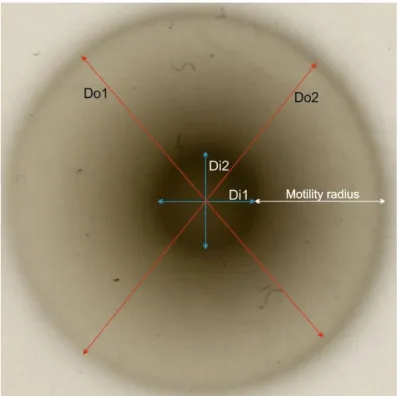 Fig. 10 In order to measure the motility diameter, the diameter of the outside halo was measured in two  different orientations (Do1 and Do2)