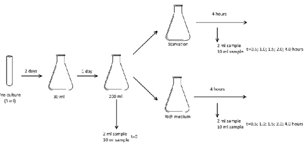 Fig. 11 Schematic representation of the starvation experiment. Before splitting the 200 ml culture one  sample of 2 ml and one sample of 10 ml are harvested