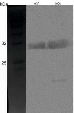Fig. 14 Western blot performed on the elution fractions 2 and 3 of a culture of  E. coli  induced for 4h at  37°C with 0.1 mM IPTG