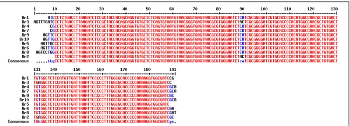 Figura  3.    Análise  dos  produtos  obtidos  por  amplificação  de  PCR  de  segmento  do  gene  16SrDNA  da Bartonella  sp