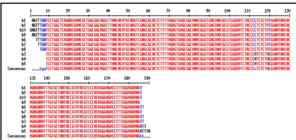 Figura 1. Gel de eletroforese dos produtos obtidos por análise do fragmento via amplificação por PCR da  bactéria Bartonella vinsonii subsp
