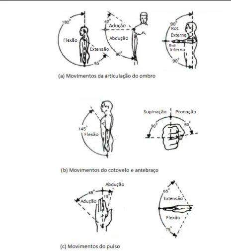 Figura 2.9: Movimentos gerais do braço humano, centrados nas respetivas articulações (imagem retirada e editada de (Costa e Silva, 2011)).