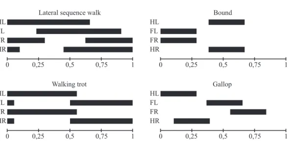 Figure 3.3: Stepping sequences of two symmetrical gaits (walking trot and lateral sequence walk) and two asymmetrical gaits (bound and gallop), in which the black bars represent the foot contact with the ground.