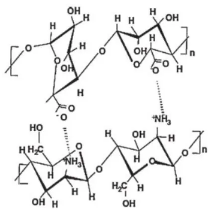 Figure 1.2 -- Polyelectrolyte complex of chitosan and sodium alginate. 22