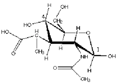 Figure 2.4 - Lysozyme structure. 